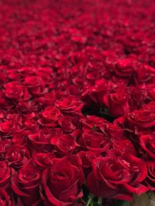 these-are-the-10-best-red-roses-to-give-on-valentine-day-valentine-day-on-thursd-ever-red-roses-by-tom-de-houwer-of-decofresh-roses.jpg